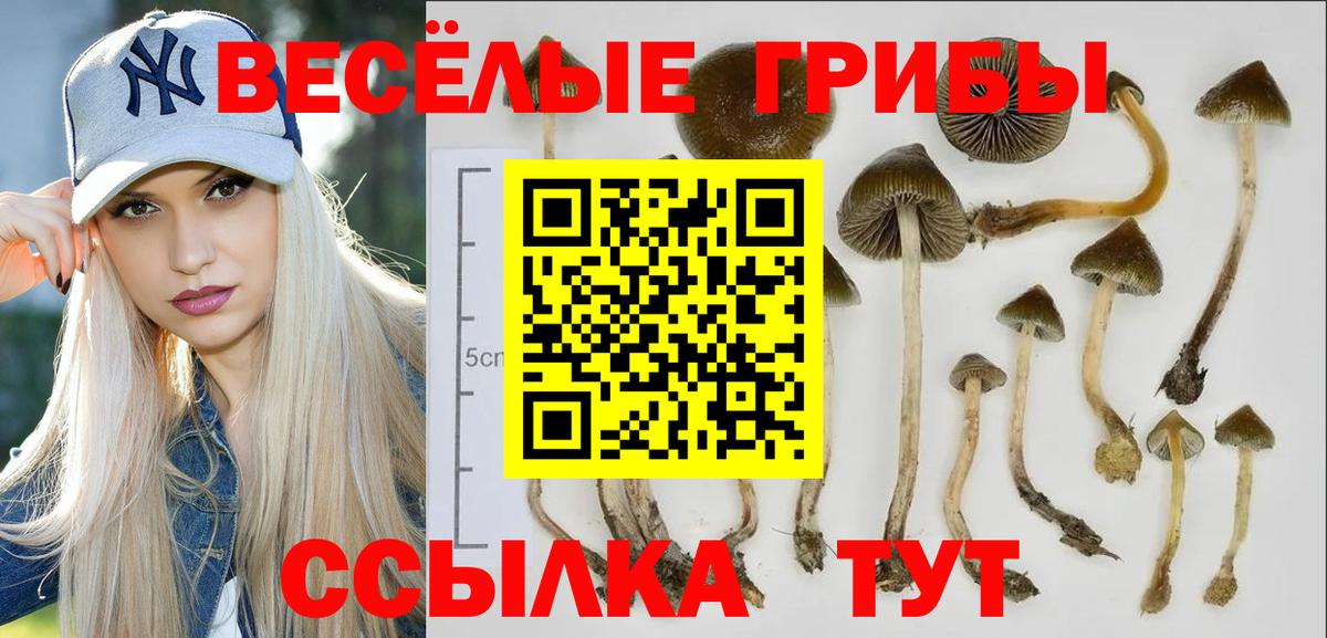 Псилоцибиновые грибы Psilocybine cubensis Лосино-Петровский